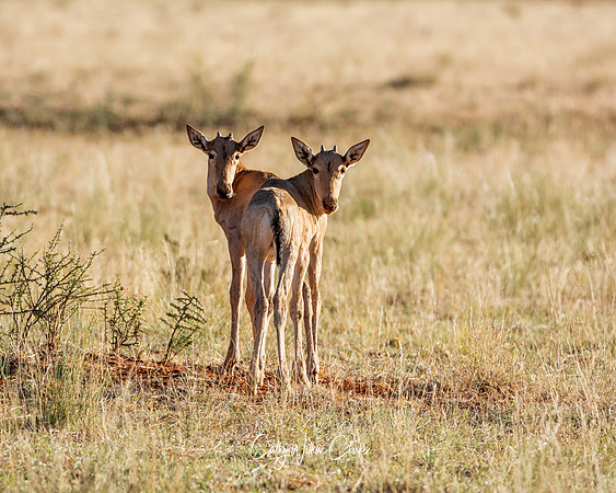 Red Hartebeest Calves