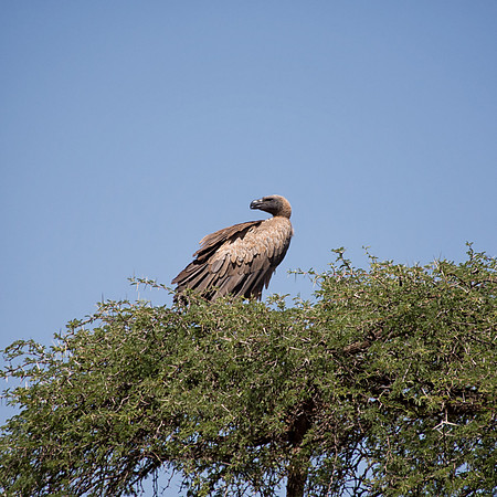 White-backed Vulture