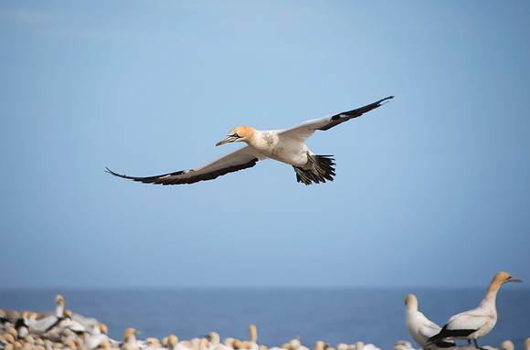 Cape Gannet In Flight