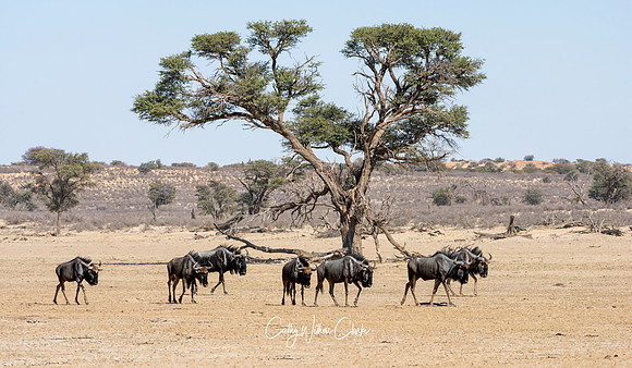 Blue Wildebeest Group