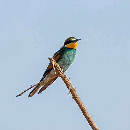 European Bee-eater