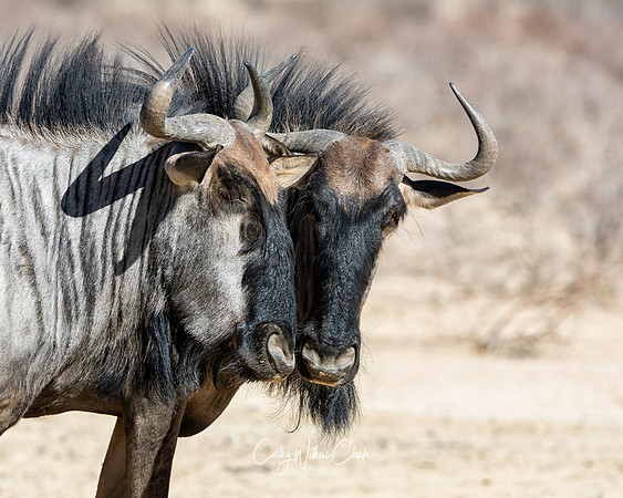 Blue Wildebeest