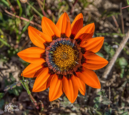 Spring Flowers
