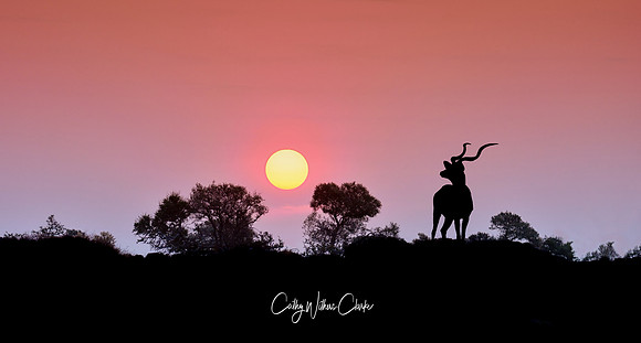 Kudu Bull At Sunset