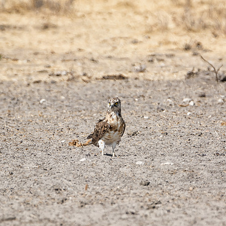 Juvenile Black-breasted Snake Eagle