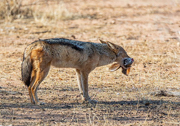 Black-backed Jackal With Kill