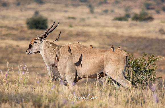 Eland And Oxpeckers