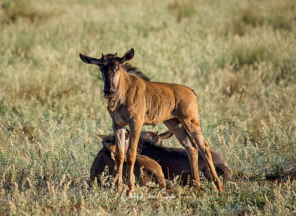 Blue Wildebeest Calf