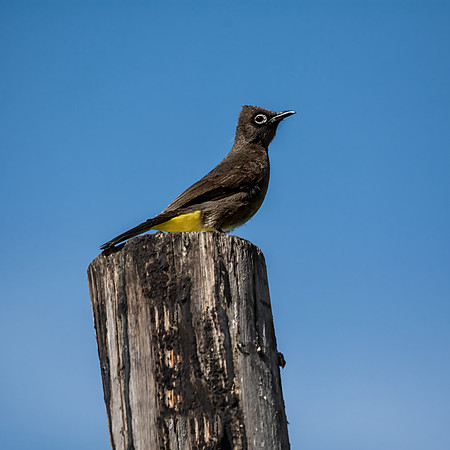 Cape Bulbul