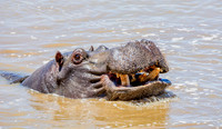 Hippo In A River