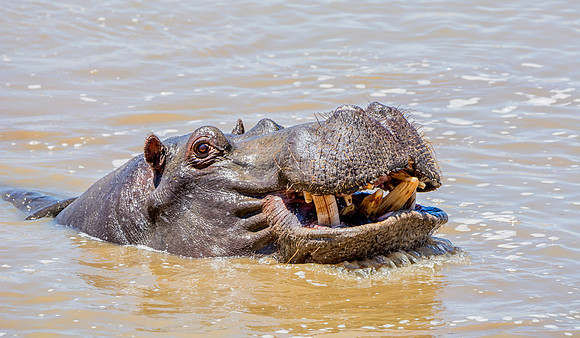 Hippo In A River