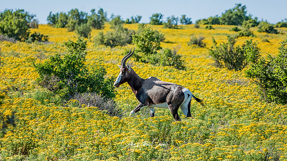 Bontebok