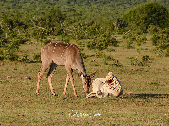 Female Kudu With Elephant Skull