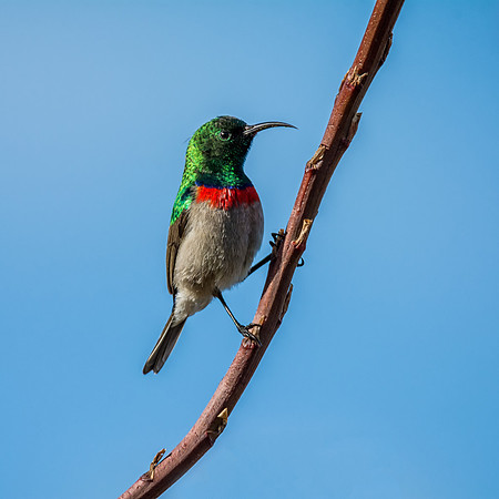Double-collared Sunbird