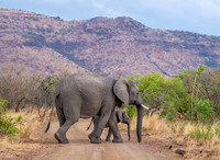 African Elephants