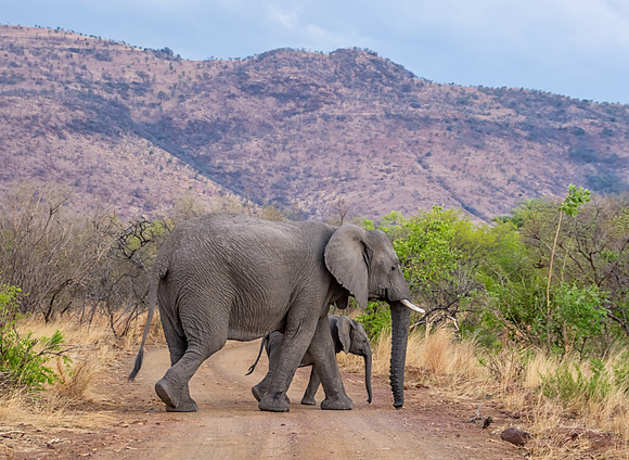African Elephants