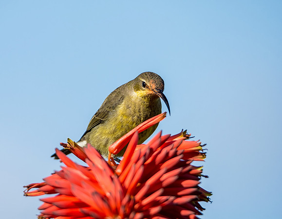 Female Malachite Sunbird