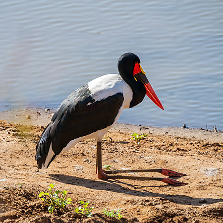 Saddle-billed Stork