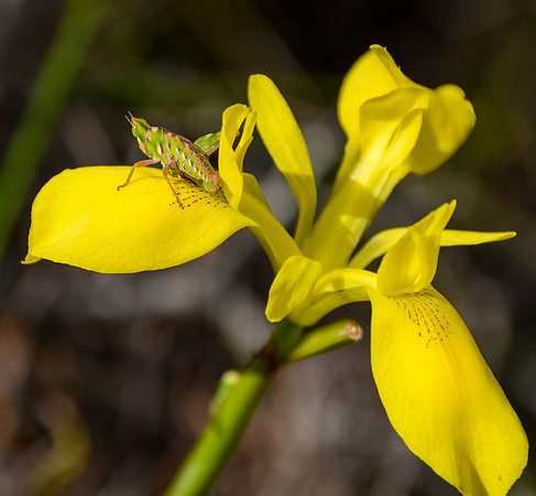 Twospur Bush Hopper