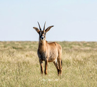 Roan Antelope
