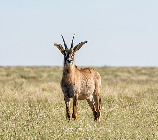 Roan Antelope
