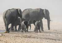 African Elephants