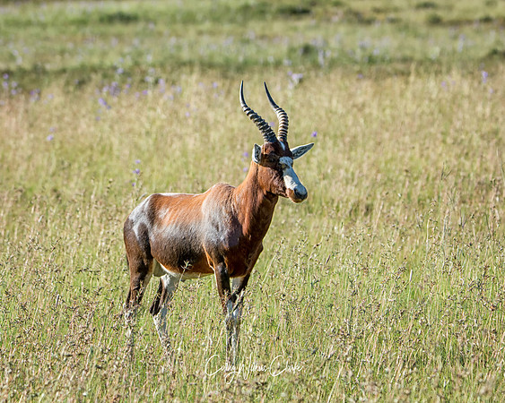 Blesbok