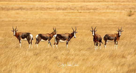 Bontebok Antelope