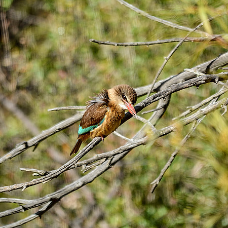Brown-hooded Kingfisher