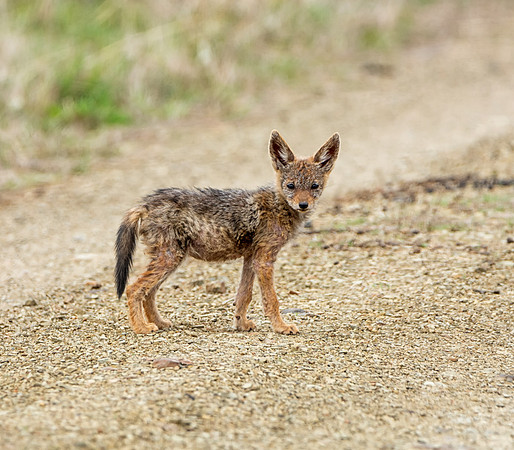 Black-backed Jackal Pup
