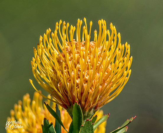 Spring Flowers