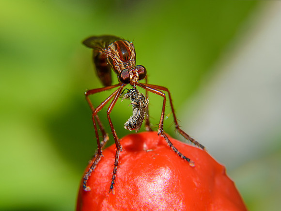 Robber Fly With Prey