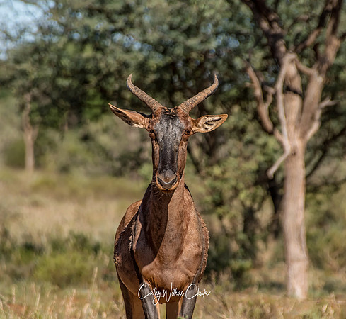Tsessebe