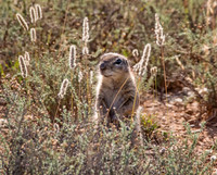 African Ground Squirrel