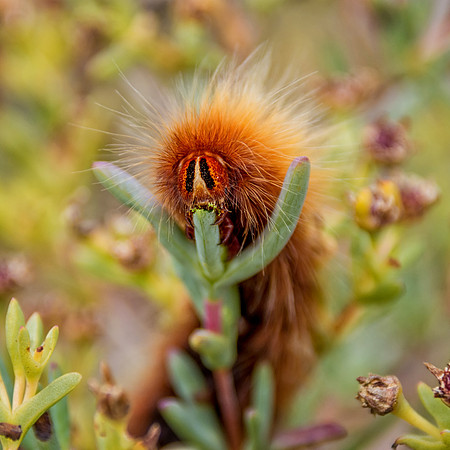 Mesocelis monticola
