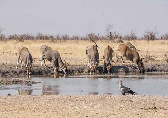 Eland And Secretarybird