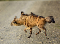 Shake, Rattle And Roll