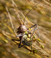 Corn Cricket