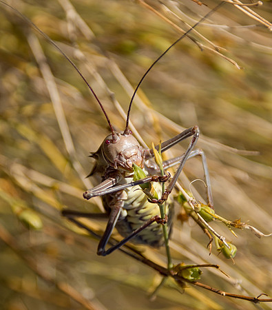 Corn Cricket