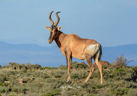 Red Hartebeest