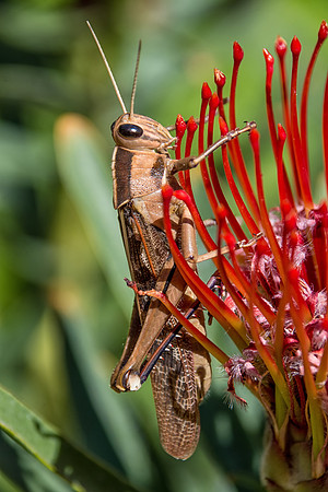 Garden Locust (Acanthacris ruficornis)