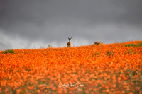 Springbok In Flower Field