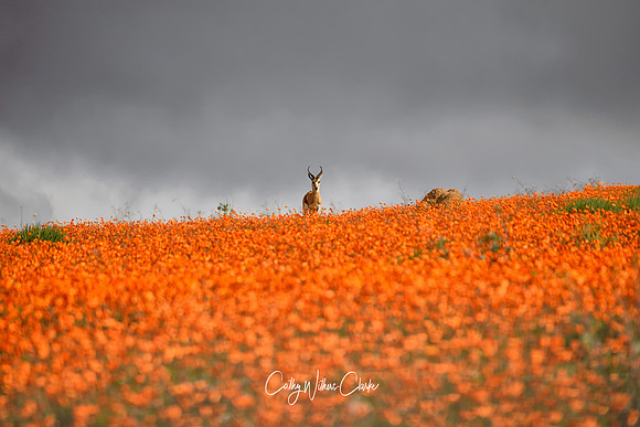 Springbok In Flower Field