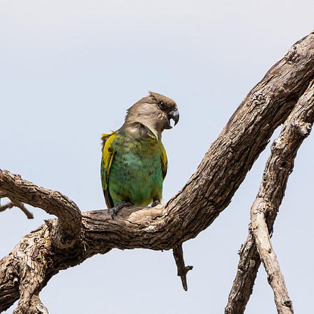 Meyer's Parrot