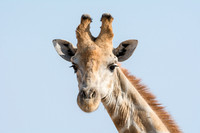 Male Giraffe
