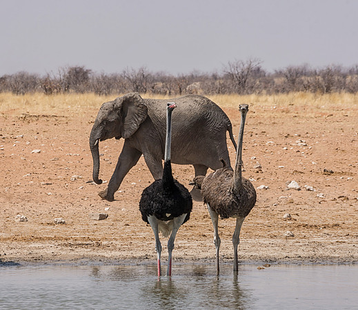 Ostriches And Elephant