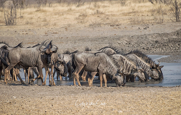 Blue Wildebeest At A Waterhole