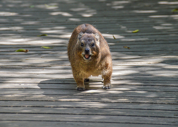Dassie