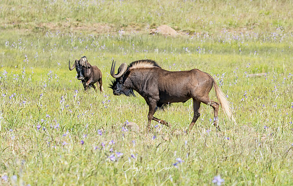 Black Wildebeest