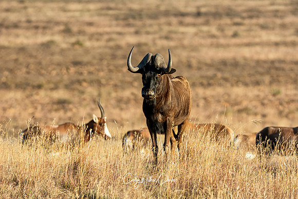 Black Wildebeest And Blesbok